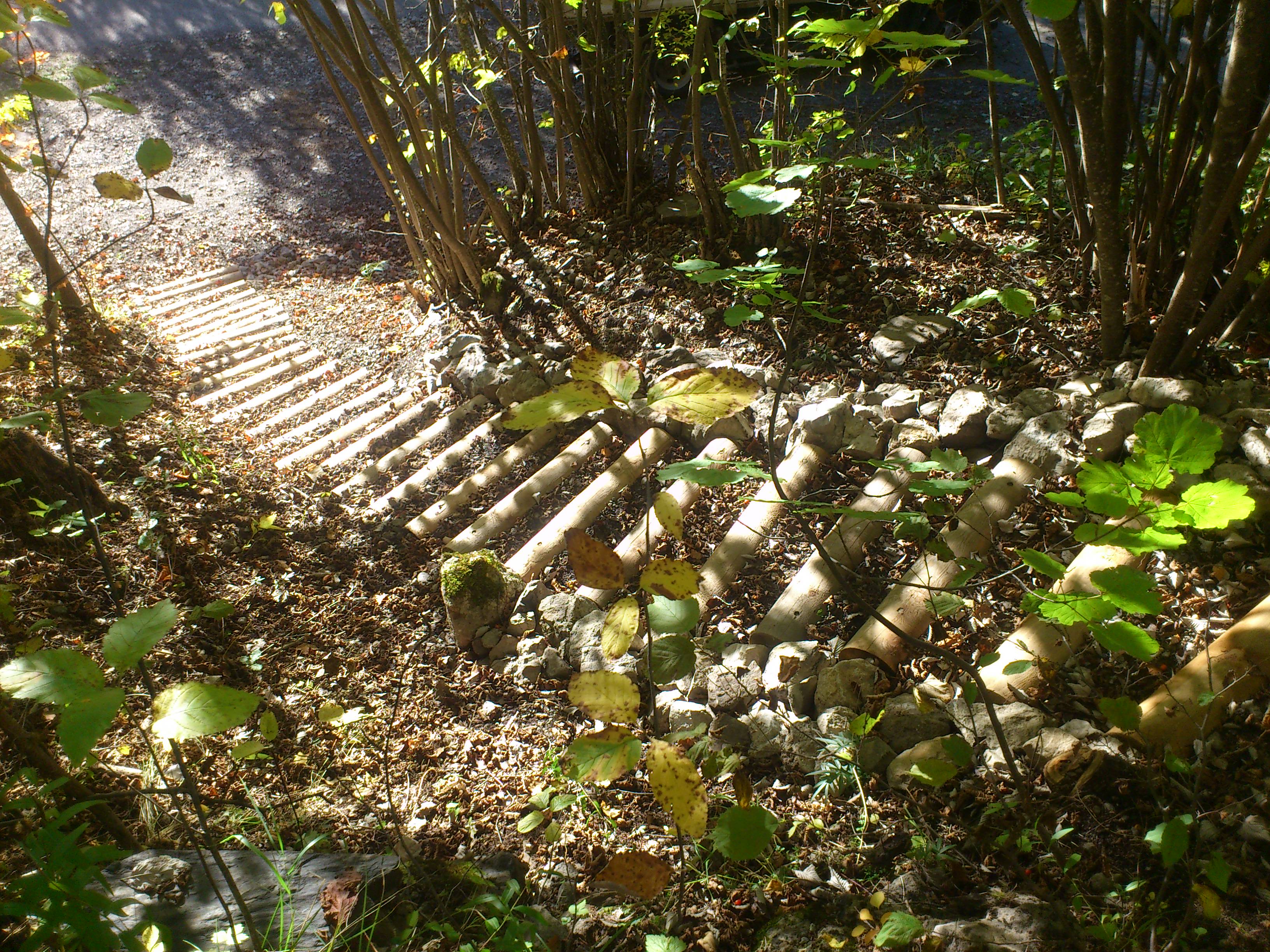 Dsc 0539