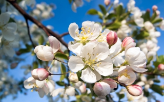 Crabapple w