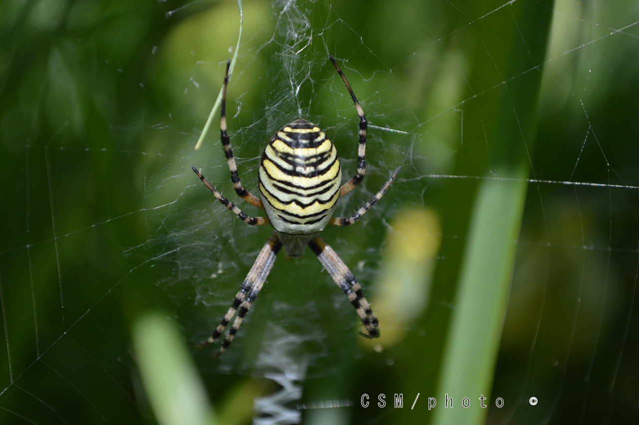 Araignee argiope bruennichi 2 