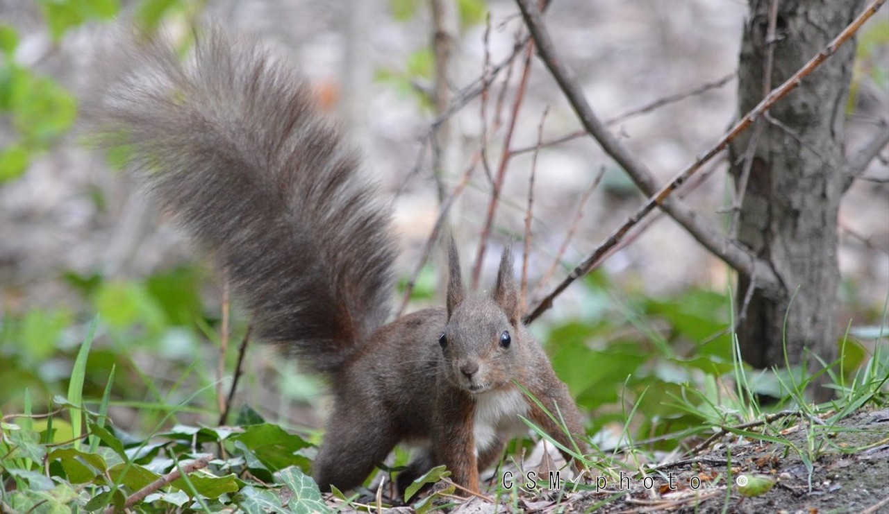 Ecureuil Sciurus vulgaris mont d orge 2 