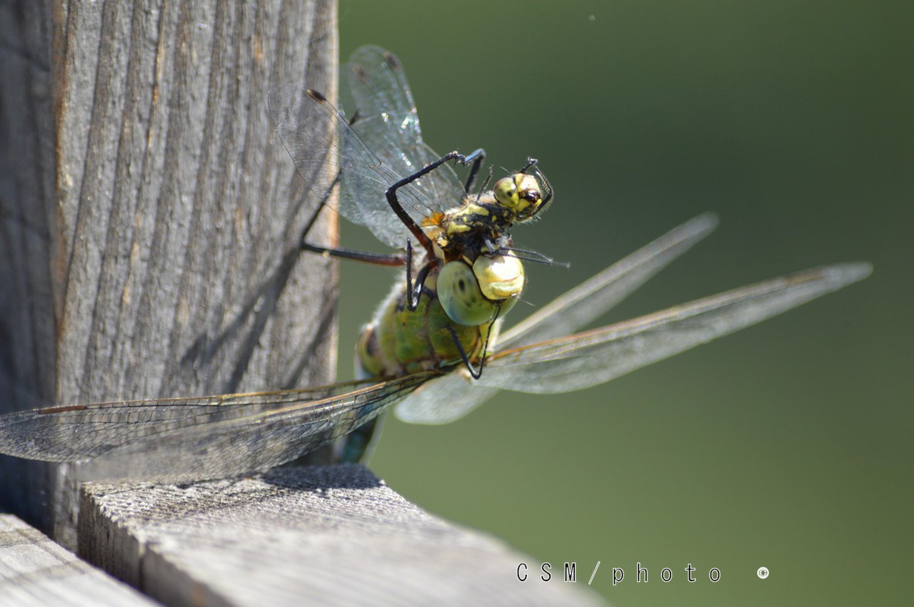 Libellule aeschne bleue Aeshna cyanea 2 
