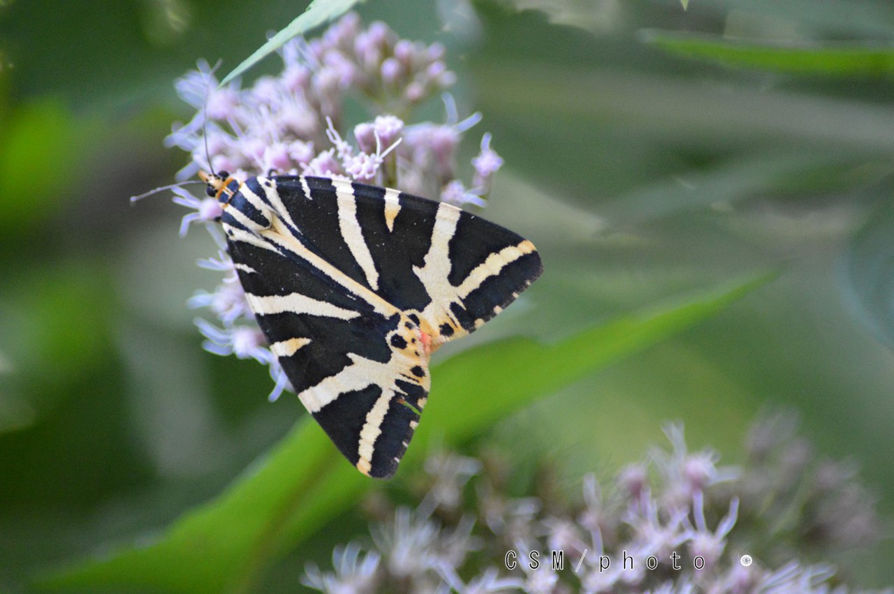 Noctuelle euplagia quadripunctaria 