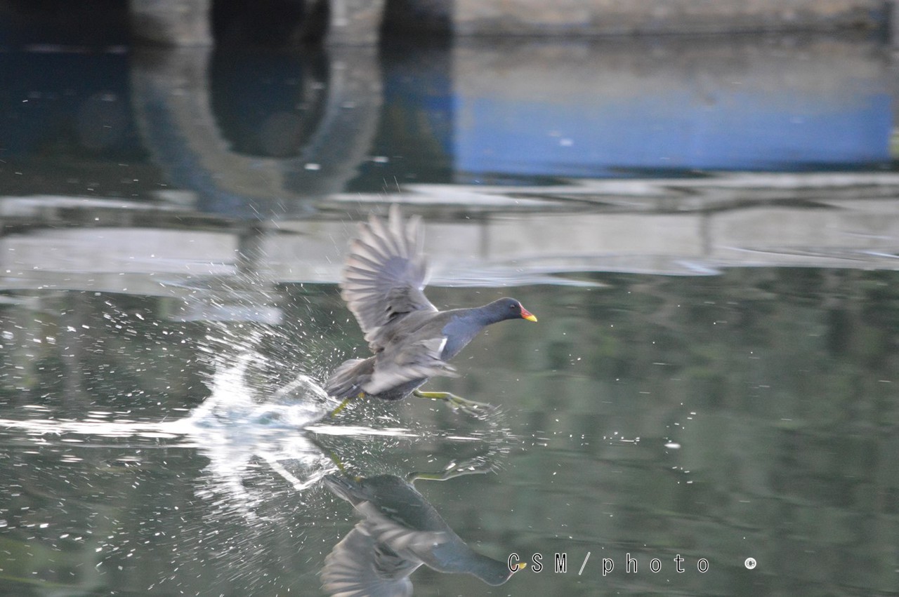 Poule d eau gallinula chloropus 