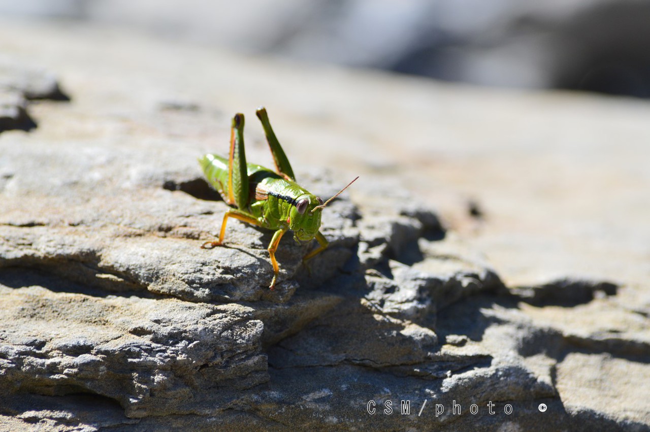 Sauterelle verte tettigonia viridissima 5 