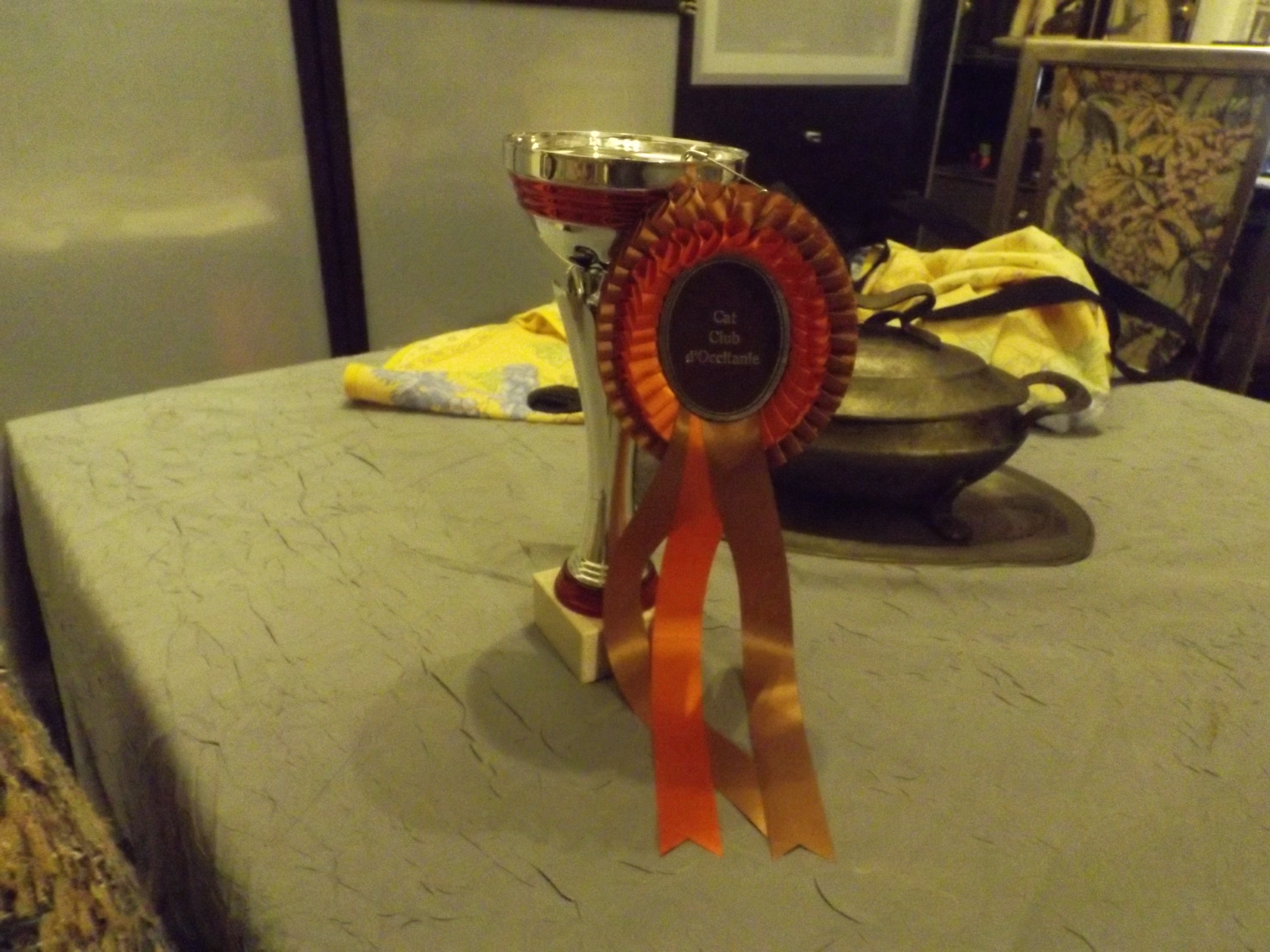 Best In Show 5 Mars 2017
Merlin l'Enchanteur Des Elfes de Lune né le 11/08/16

