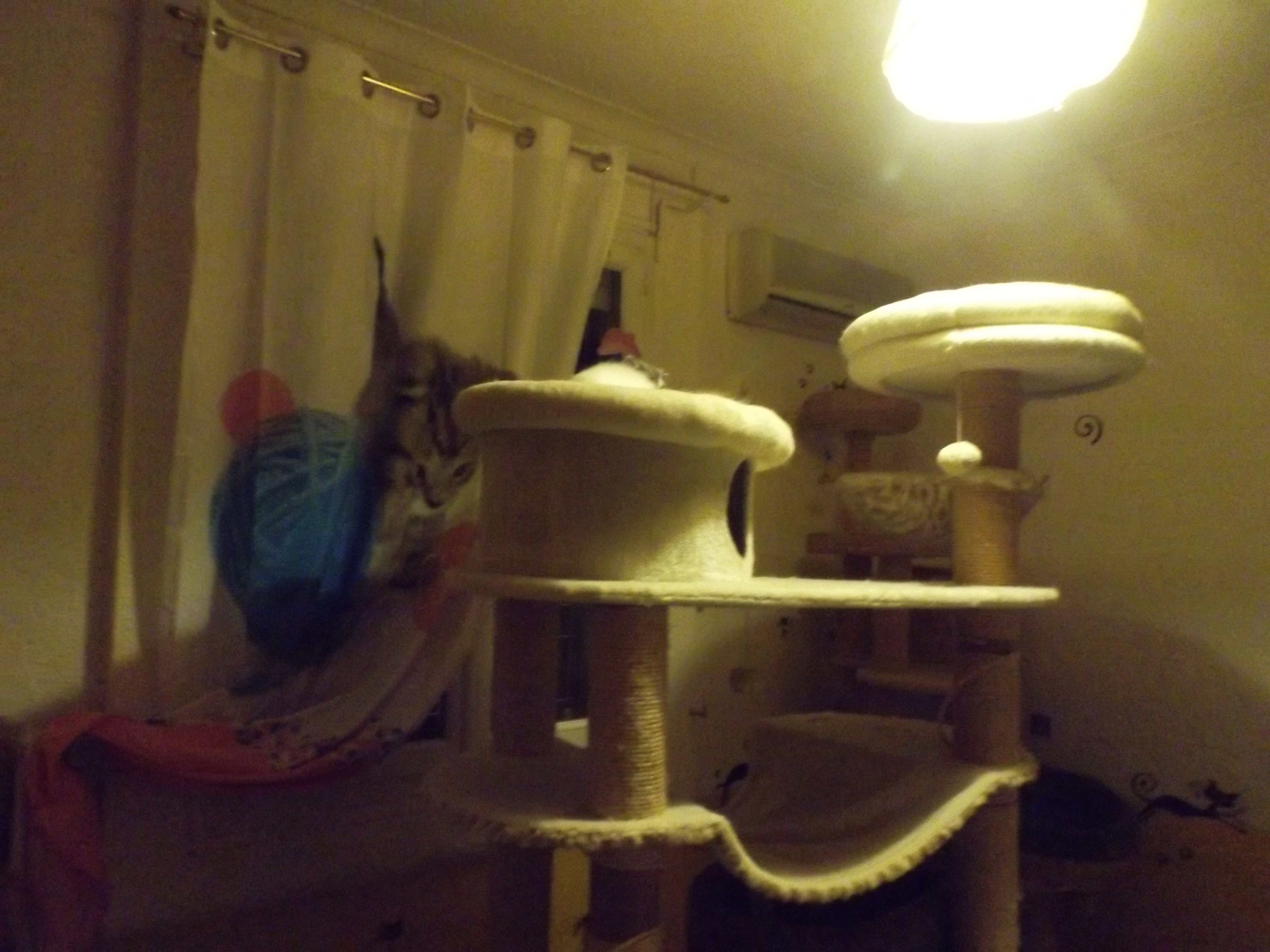 DSCF2665