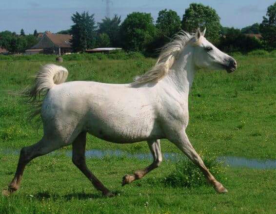 Arnelle Amara
JS Marrak x Platinum Fantasie
