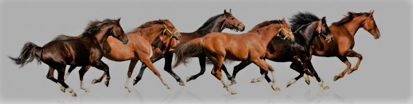 Sticker mural chevaux au galop 2 