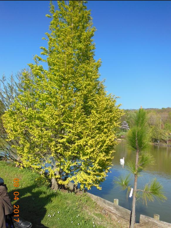 Bois marquis 29