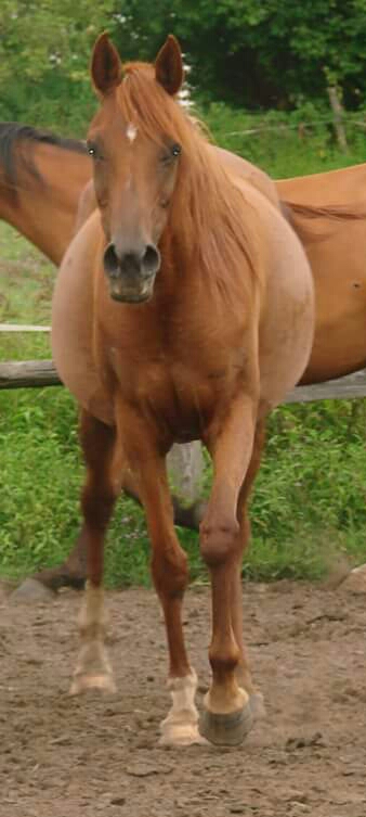 Arnelle Alesia
Hissaf Al Kaaba x Fadhya El Sajarrah
2003
