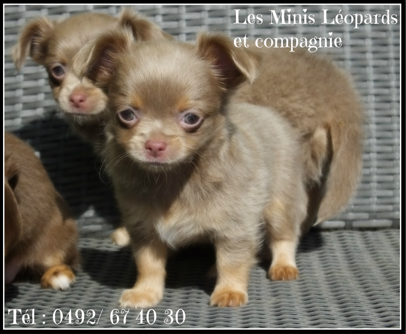 Chiot11