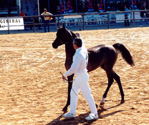 Arnelle Azerbaidjan - 1998
Pegase EF  x Mylencka - Poulenc)
