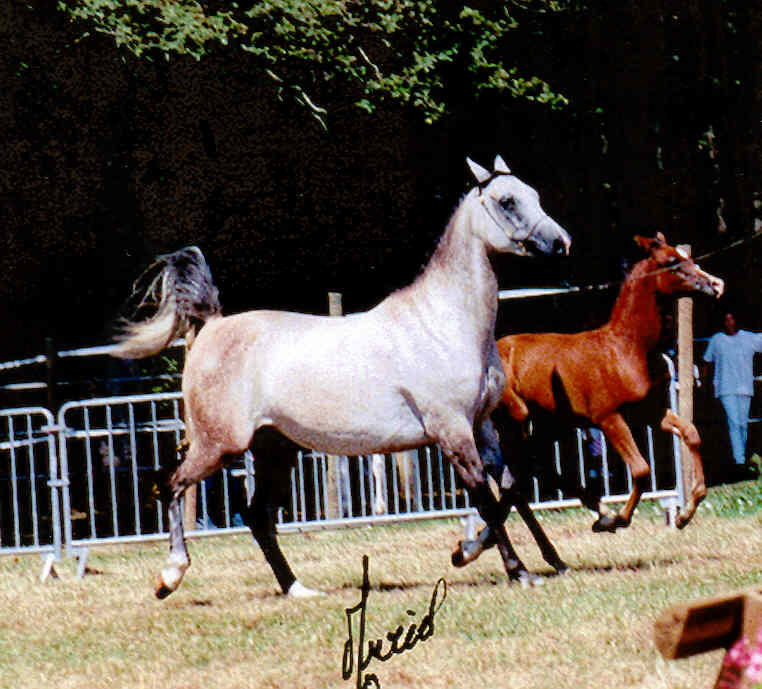 Arnelle Amenesta - 1993
(Menes x Platinum Fanatasie - Platinum Phantom)
