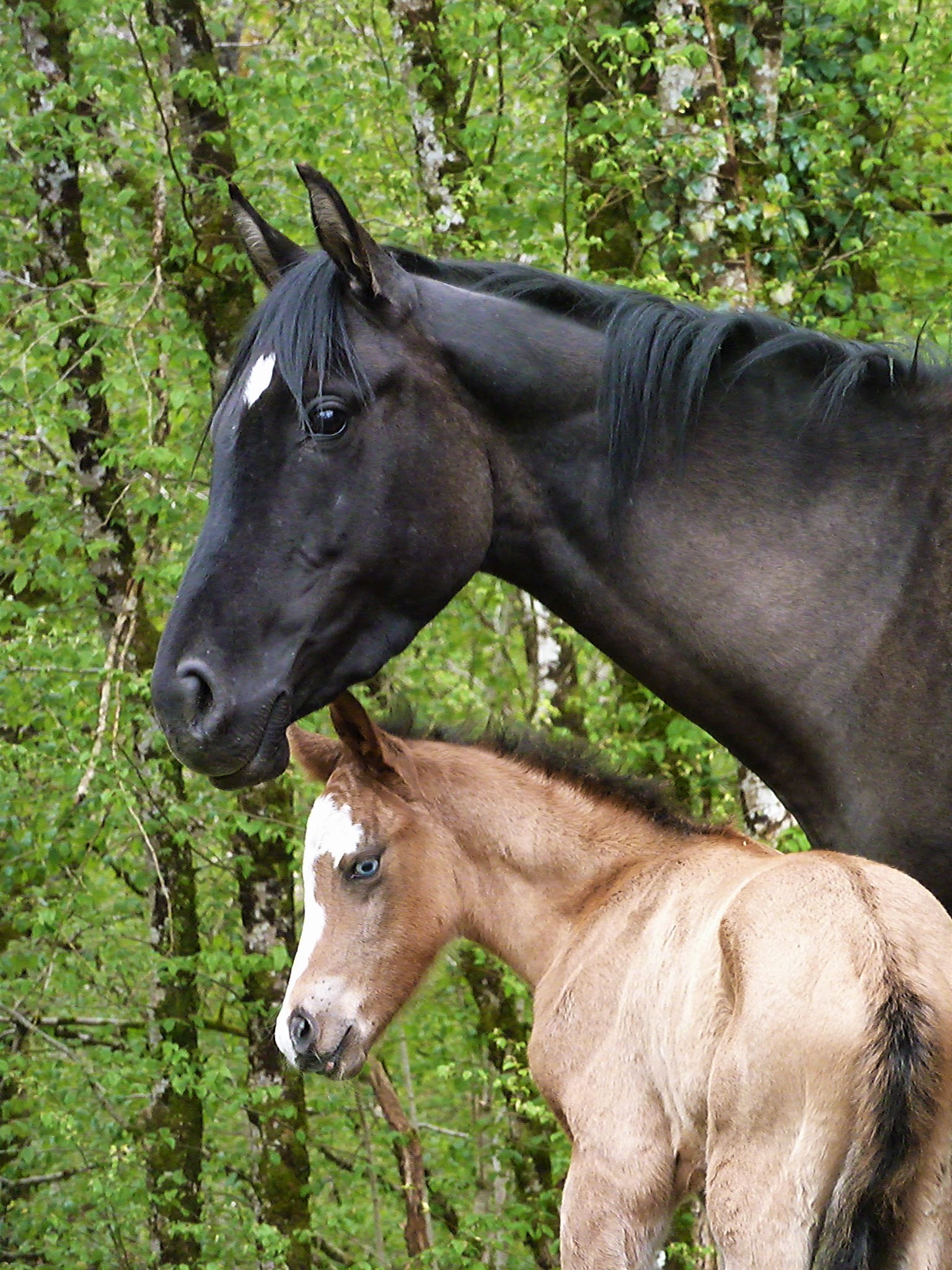 "Harvey Jaz Barmount" Paint-horse fondation / ranch / splash / sabino / overo / dun / poulain 2017 à vendre