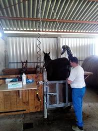 Insemination ORANE