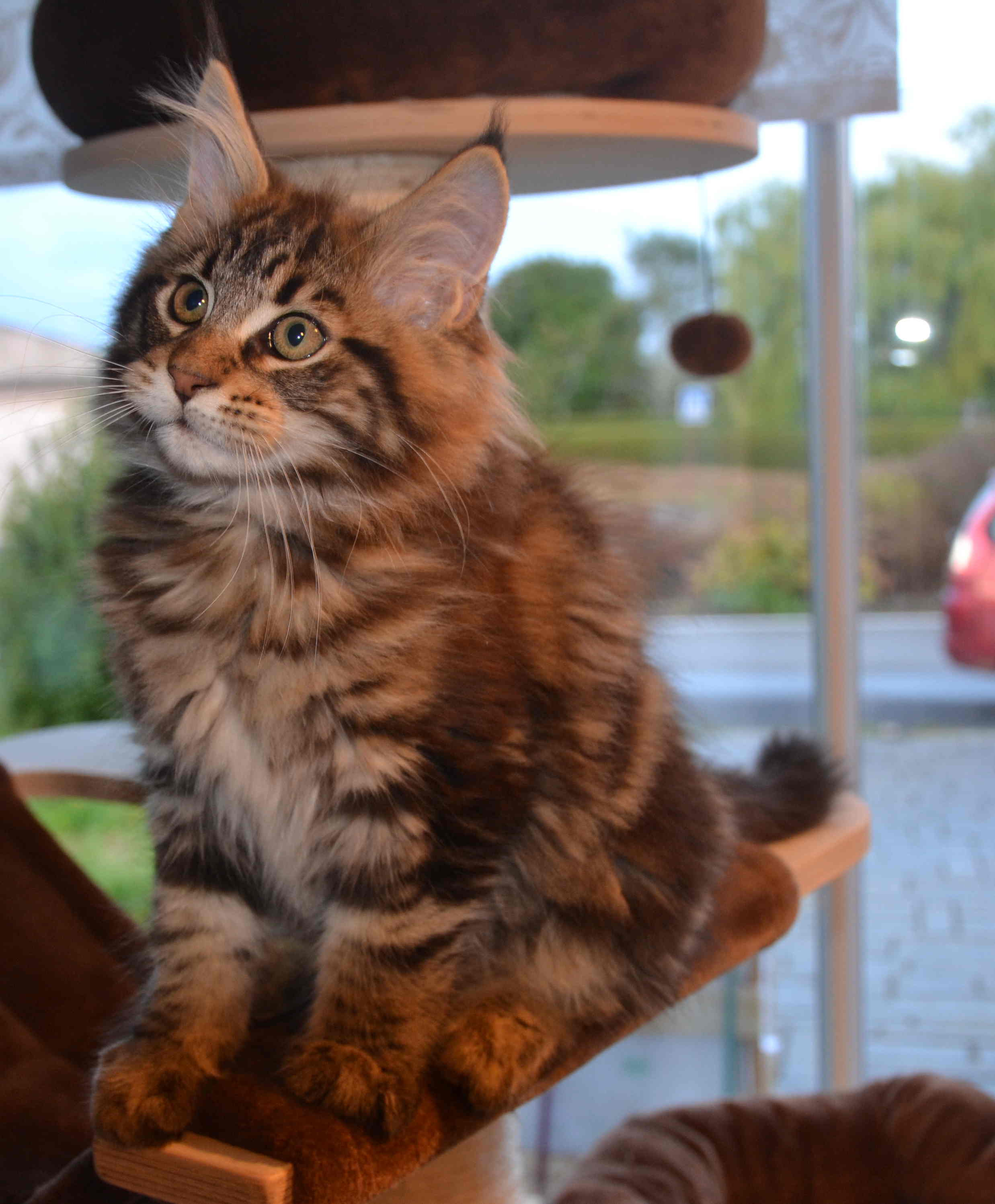 Merlin1