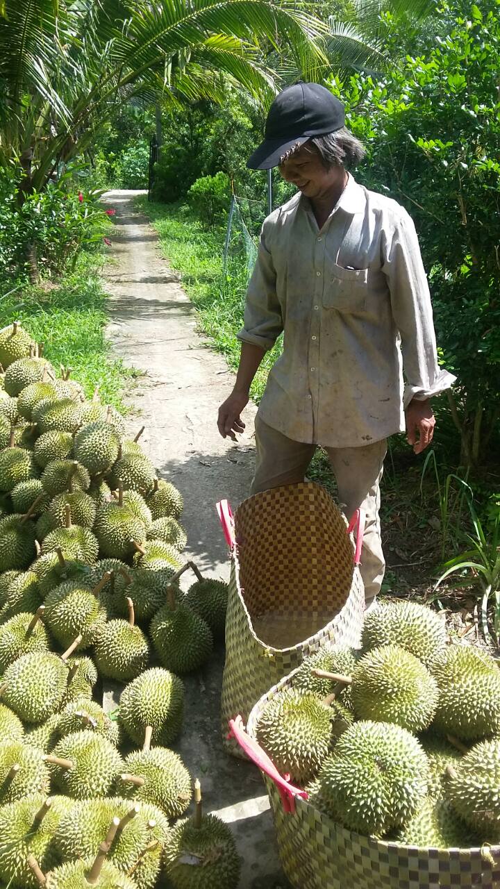 Sau rieng 2017 9 
