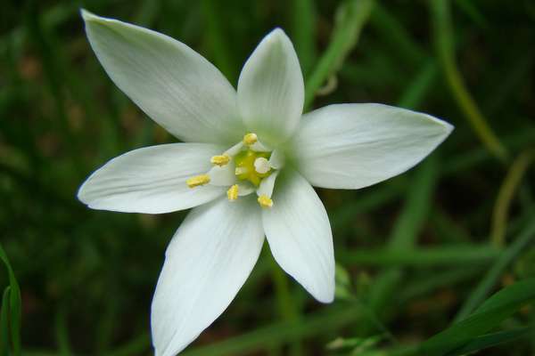 Star of bethlehem fleur de bach
