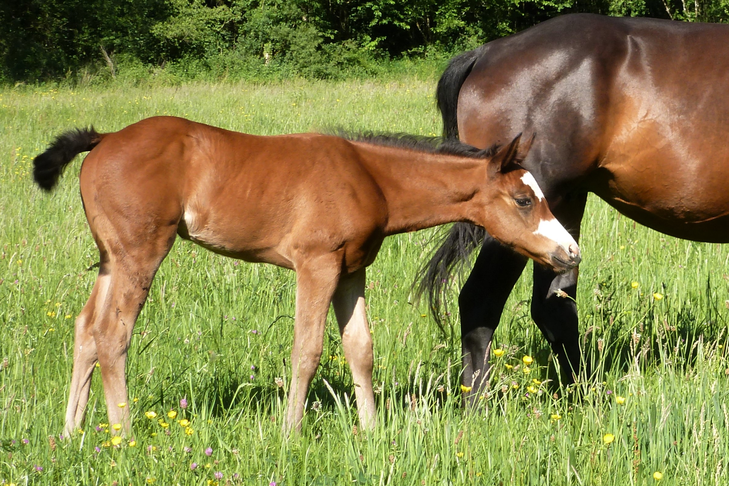 "Honey Pretty Poco" Paint-horse bay splash overo / "Diamond Pocobar" QH / PH / Fondation / ranch / pouliche