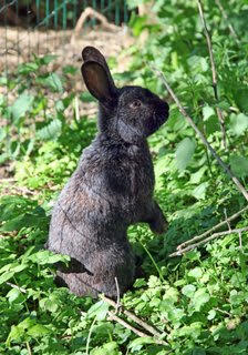 Casse crout le lapin argente de champagne