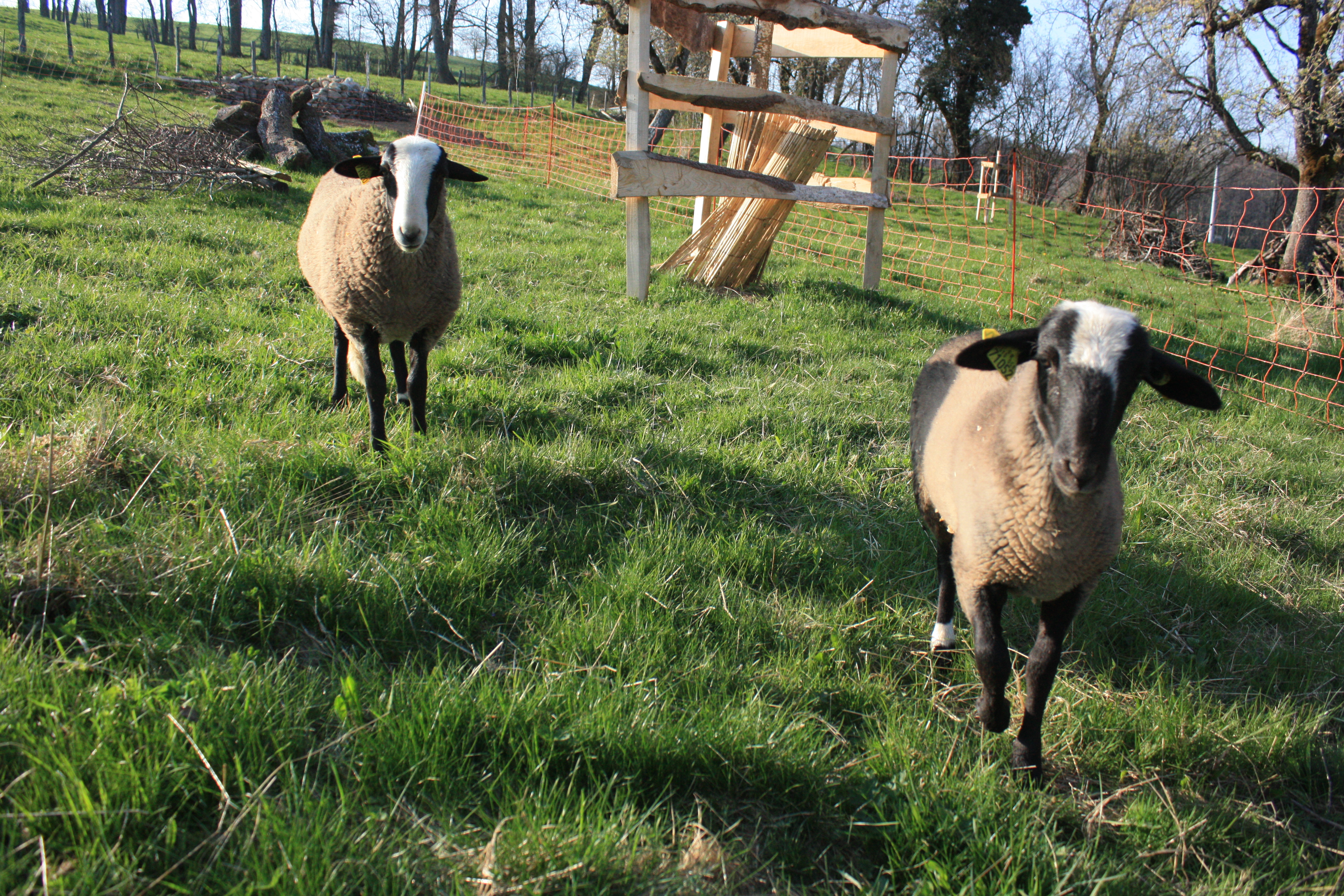 Animation mini ferme avec les moutons biset salakis et gladis