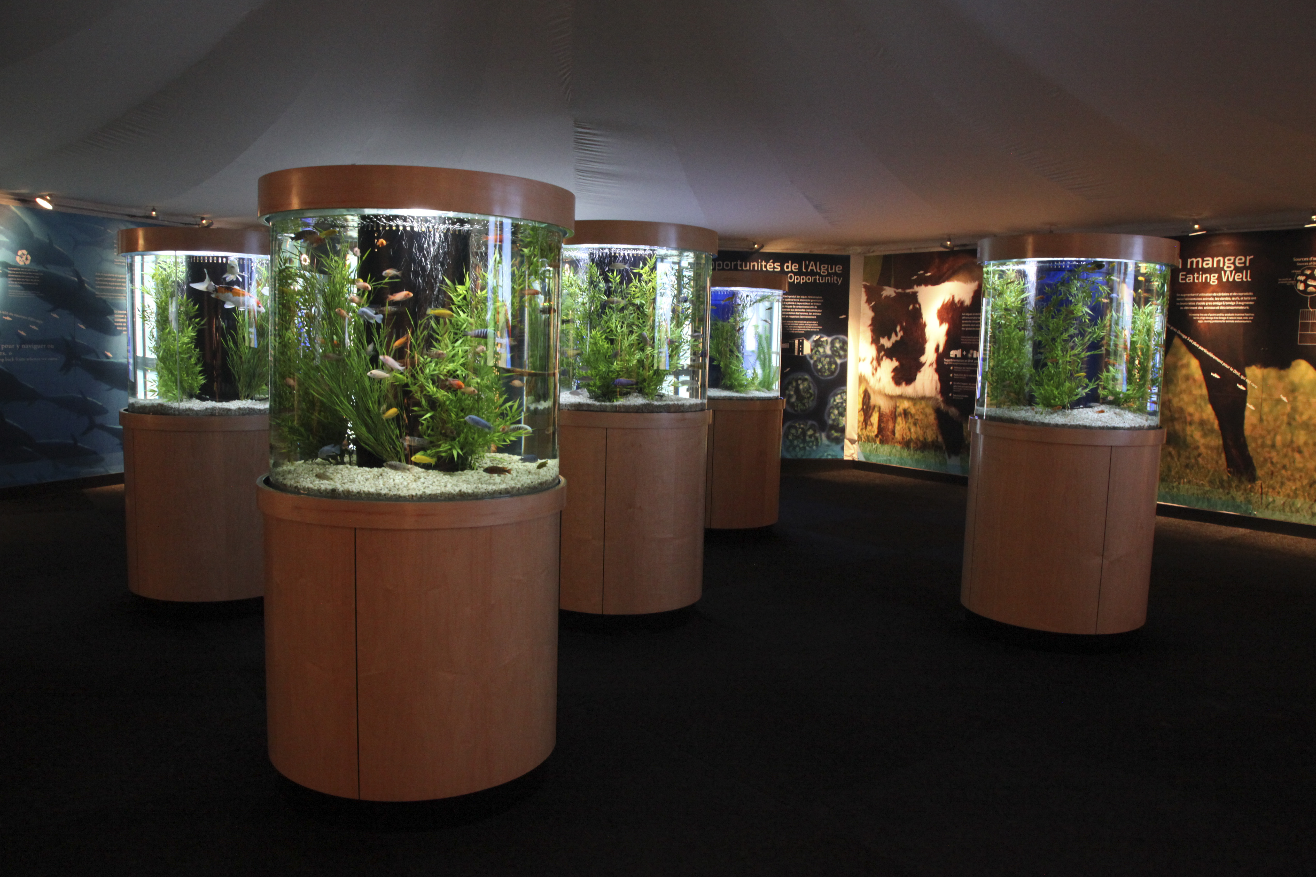 Pavilion algae display 005