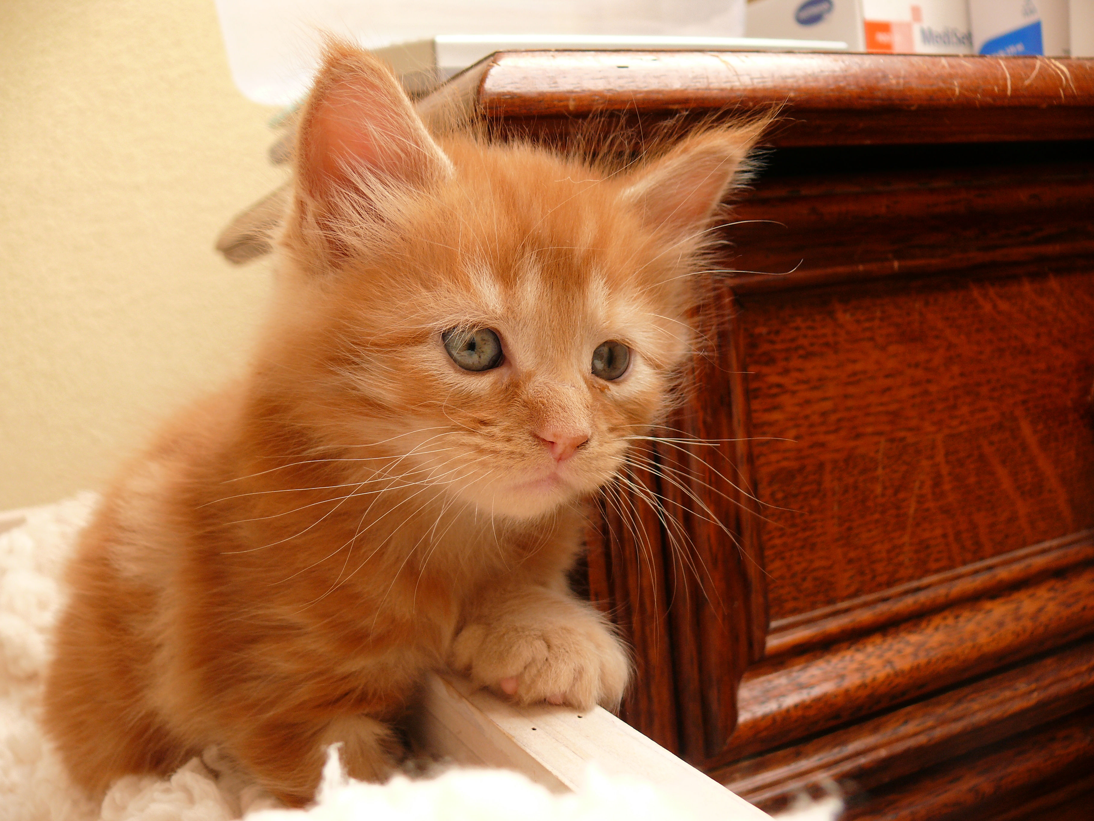 Lilou