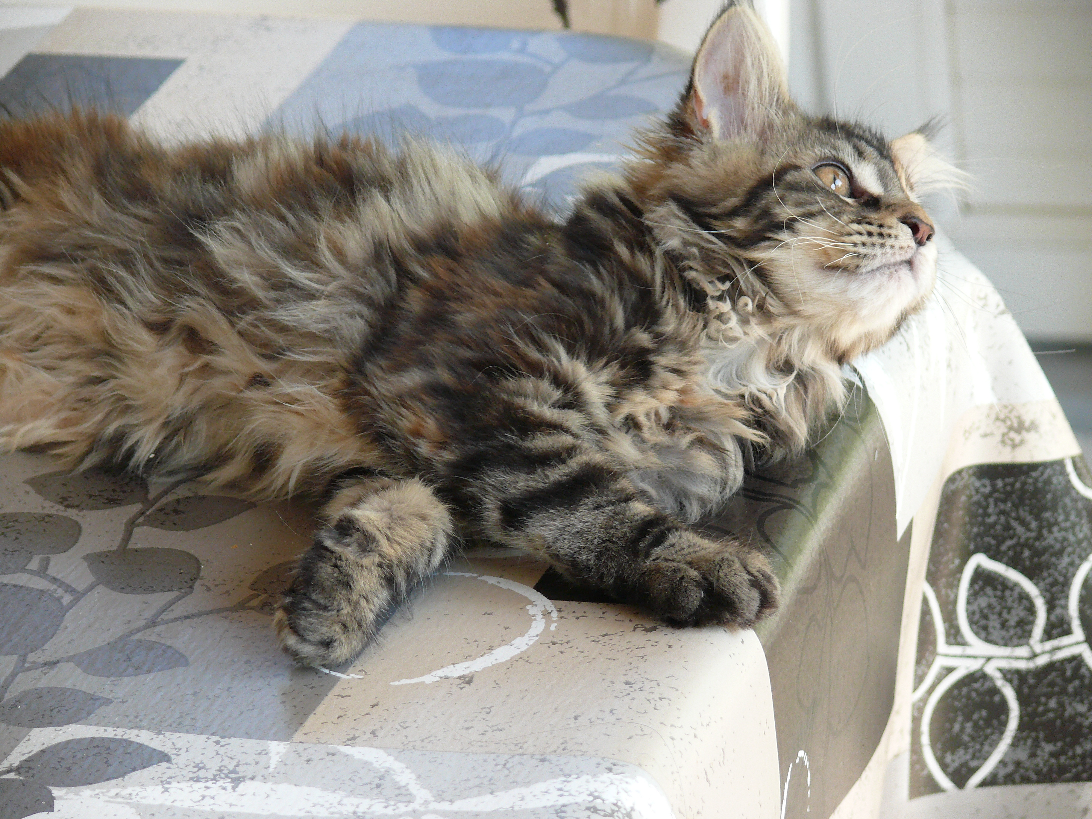 Myrtille 2 