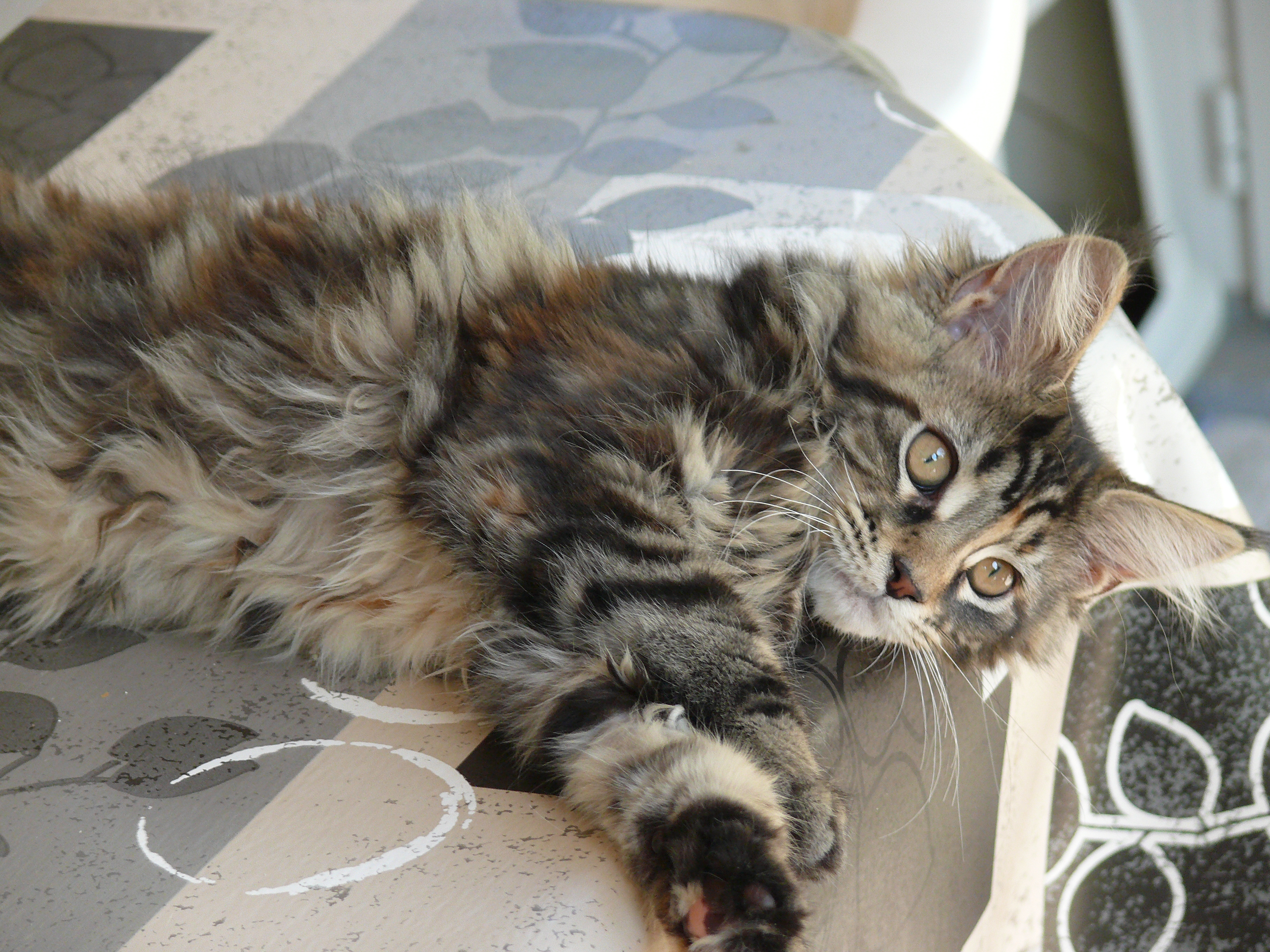 Myrtille