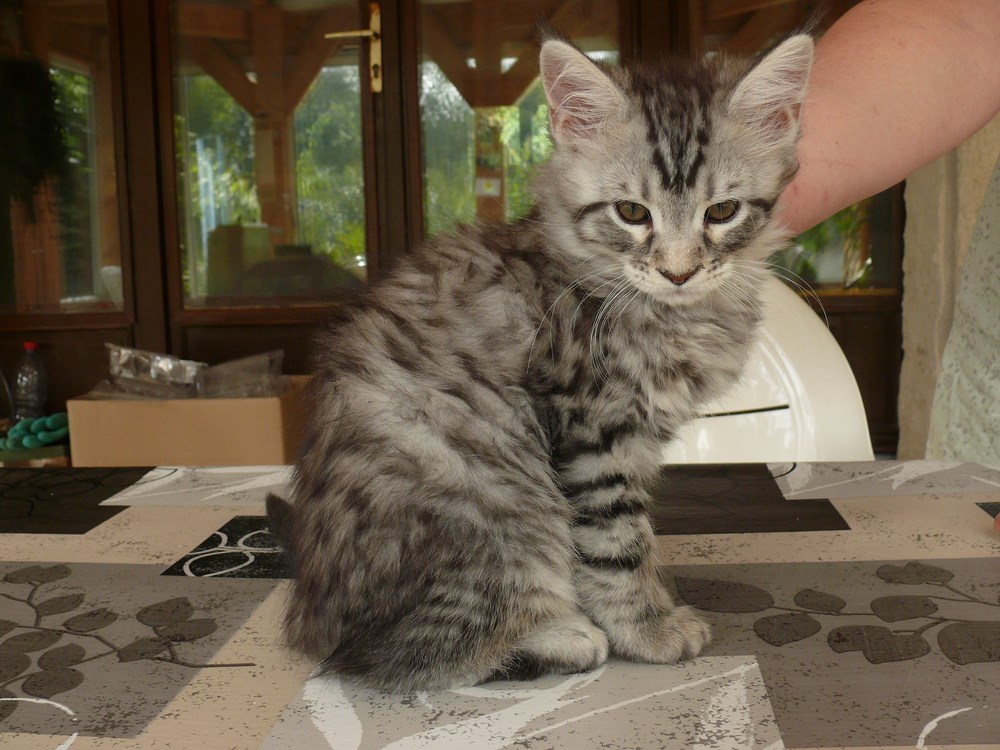 Merlin 10 copier 