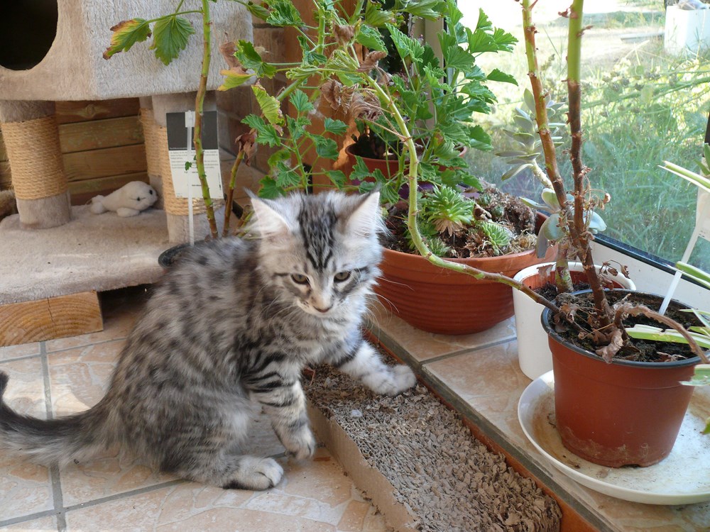 Merlin