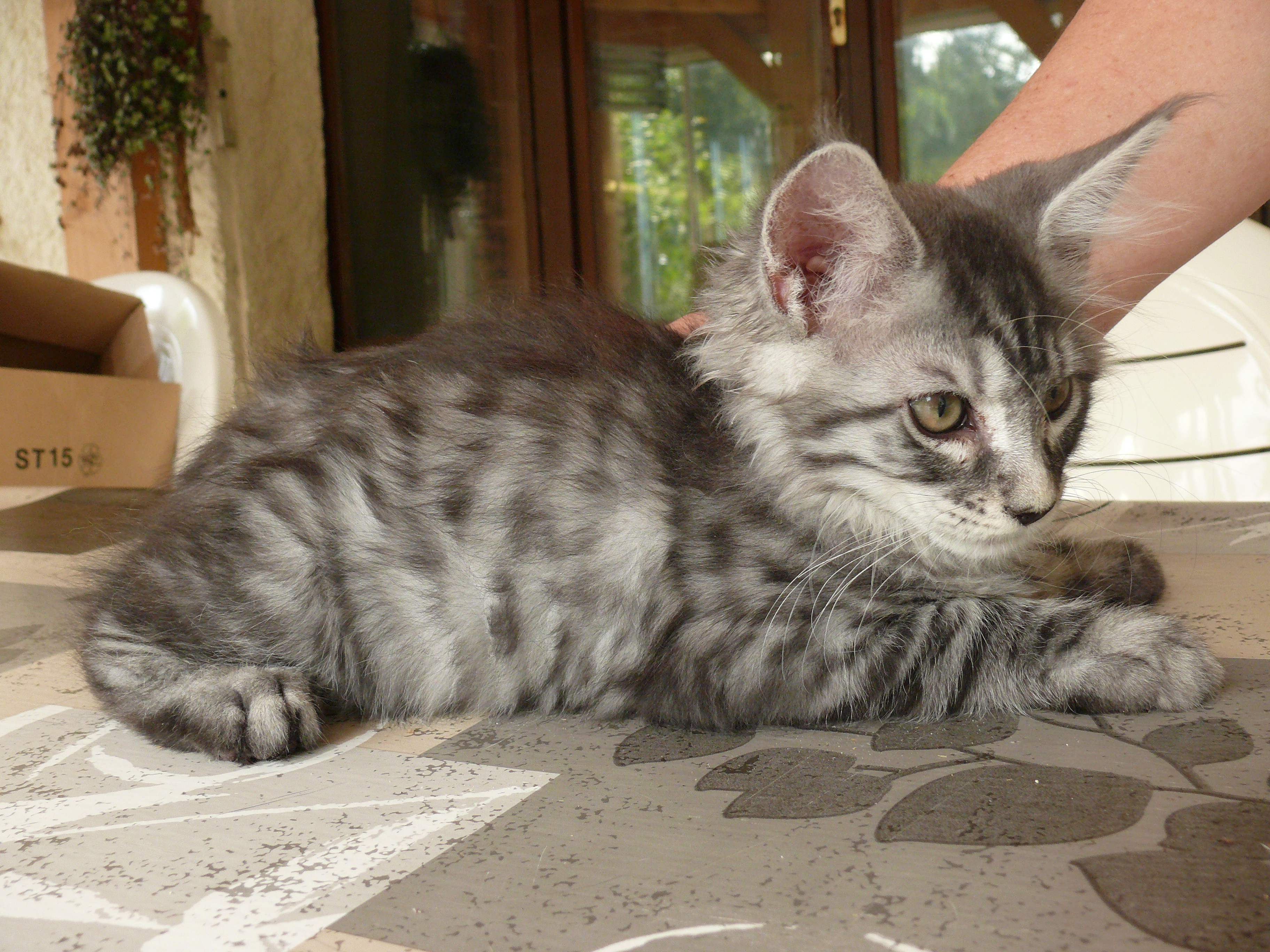 Mowgli 2 