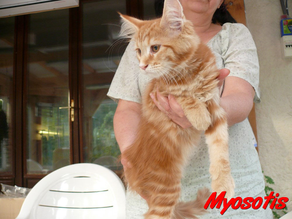 Myosotis 5 