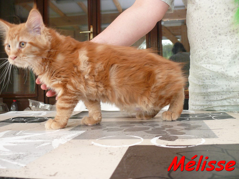 Melisse 1 
