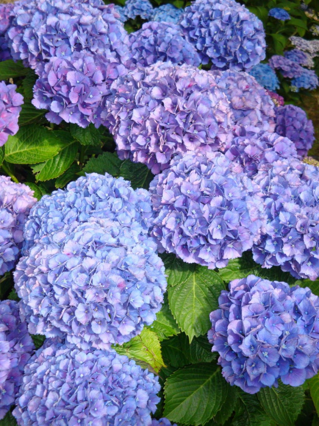 Hortensias 1