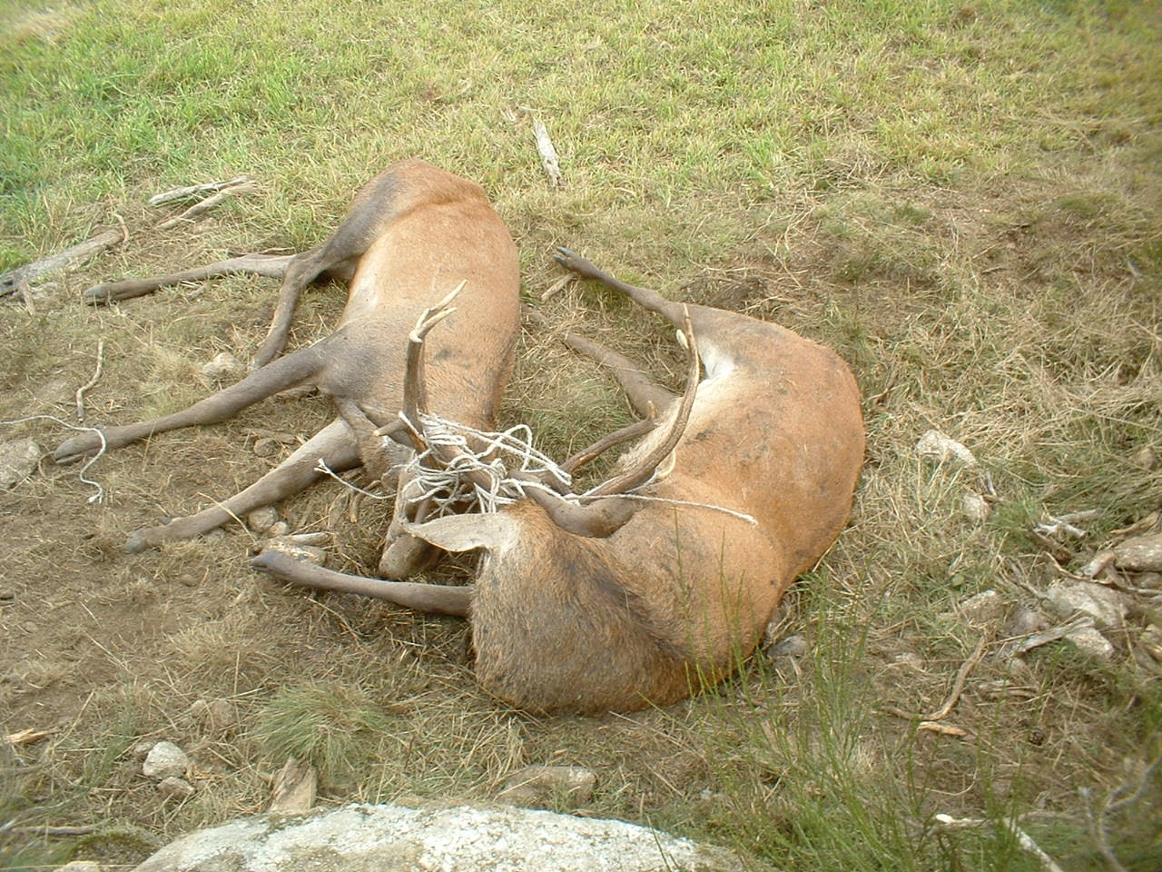 Dscf0007 4 