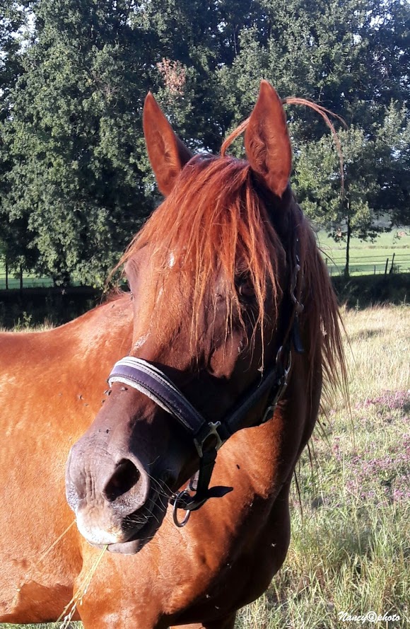Arnelle Alesia
(Hissaf Al Kaaba x Fadhya El Sajarra)