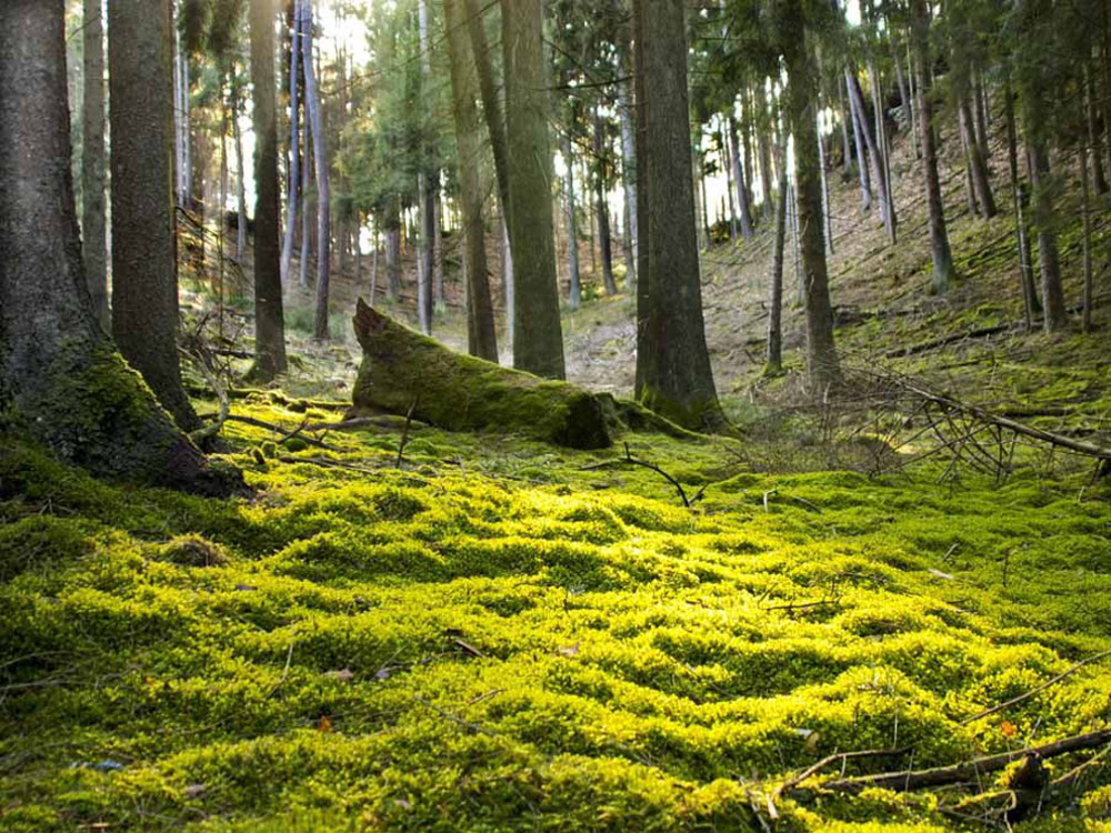 Foret pefc