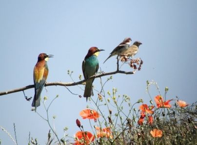 Guepiers moineaux migrateurs henri cros 3