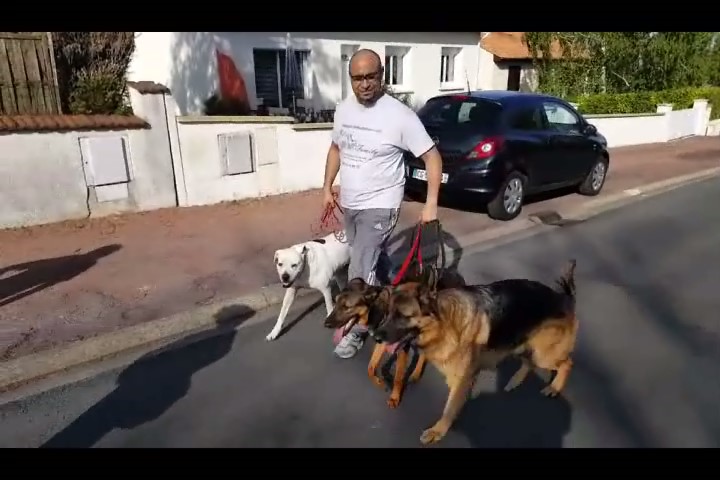 Pronenade chiens 1 0004