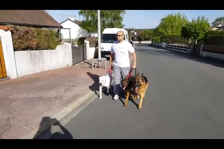 Pronenade chiens 1 0005
