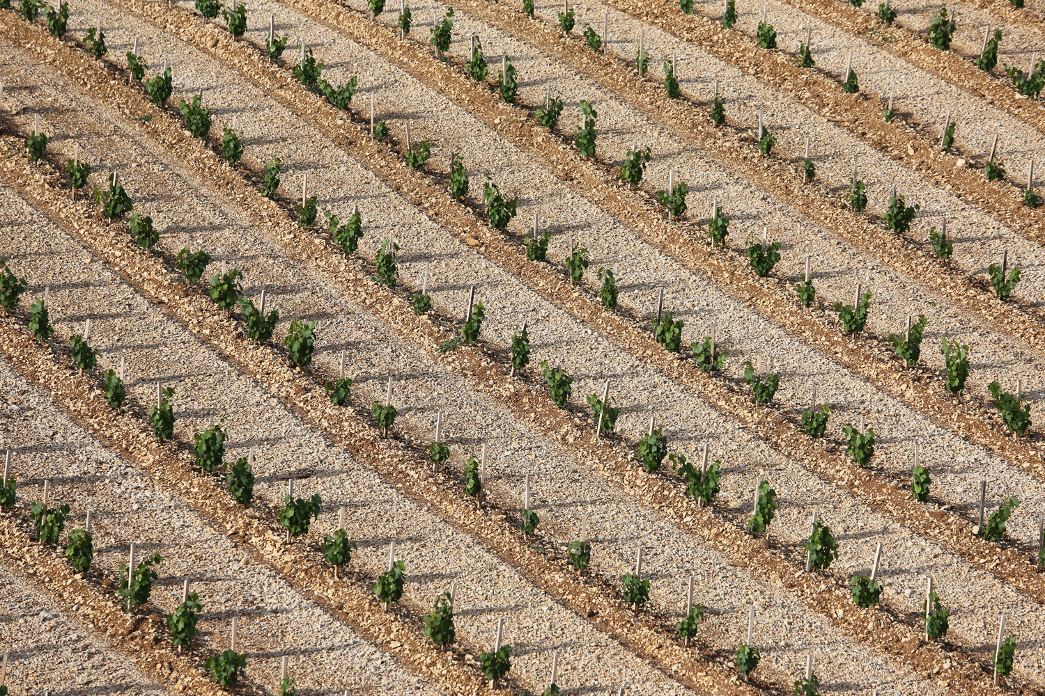 Jerome morel cevenne agriculture 222