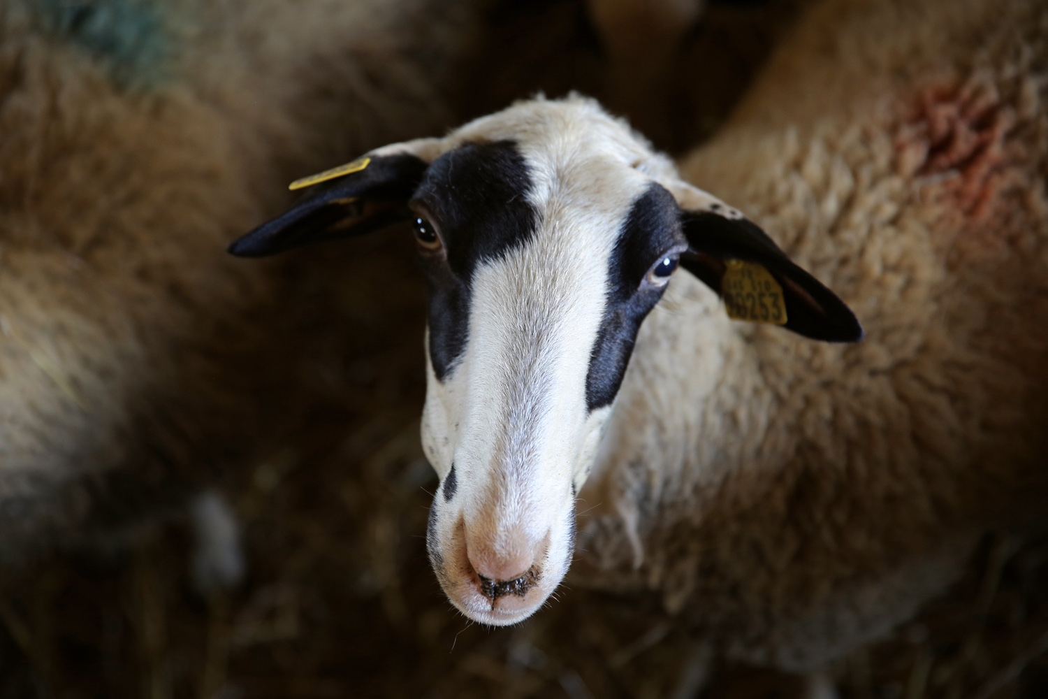Jerome morel cevenne agriculture 224