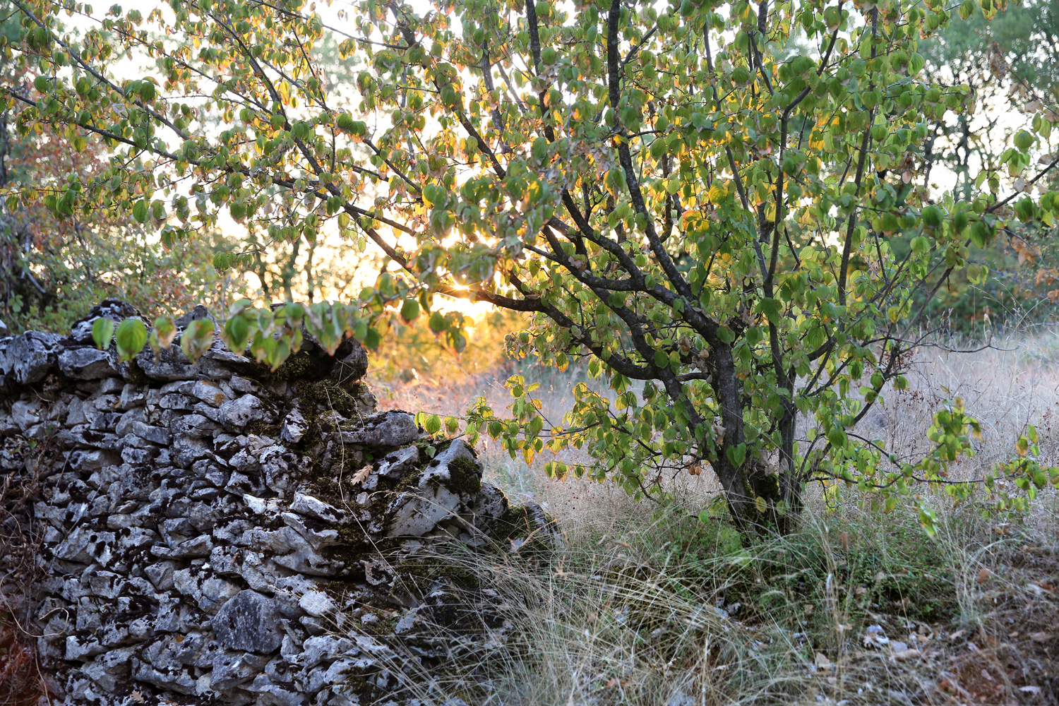 Jerome morel cevenne paysage patrimoine 264