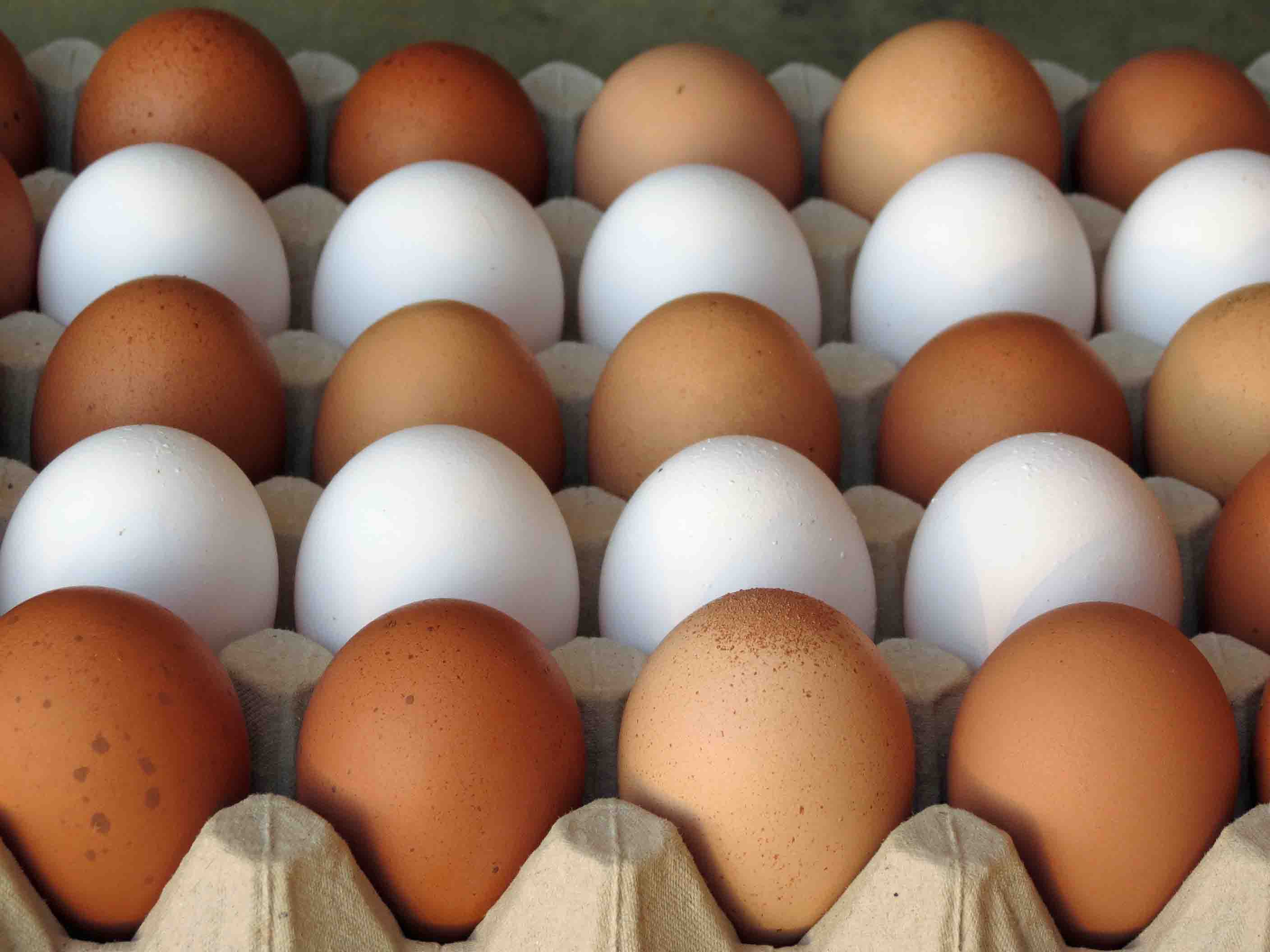 Maphoto oeufs