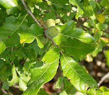 220px quercus stellata