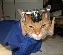  Électrodes implantées dans le cerveau d’un        chat maintenu dans un sac de contention
