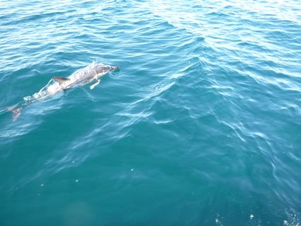 Catamaran dauphin