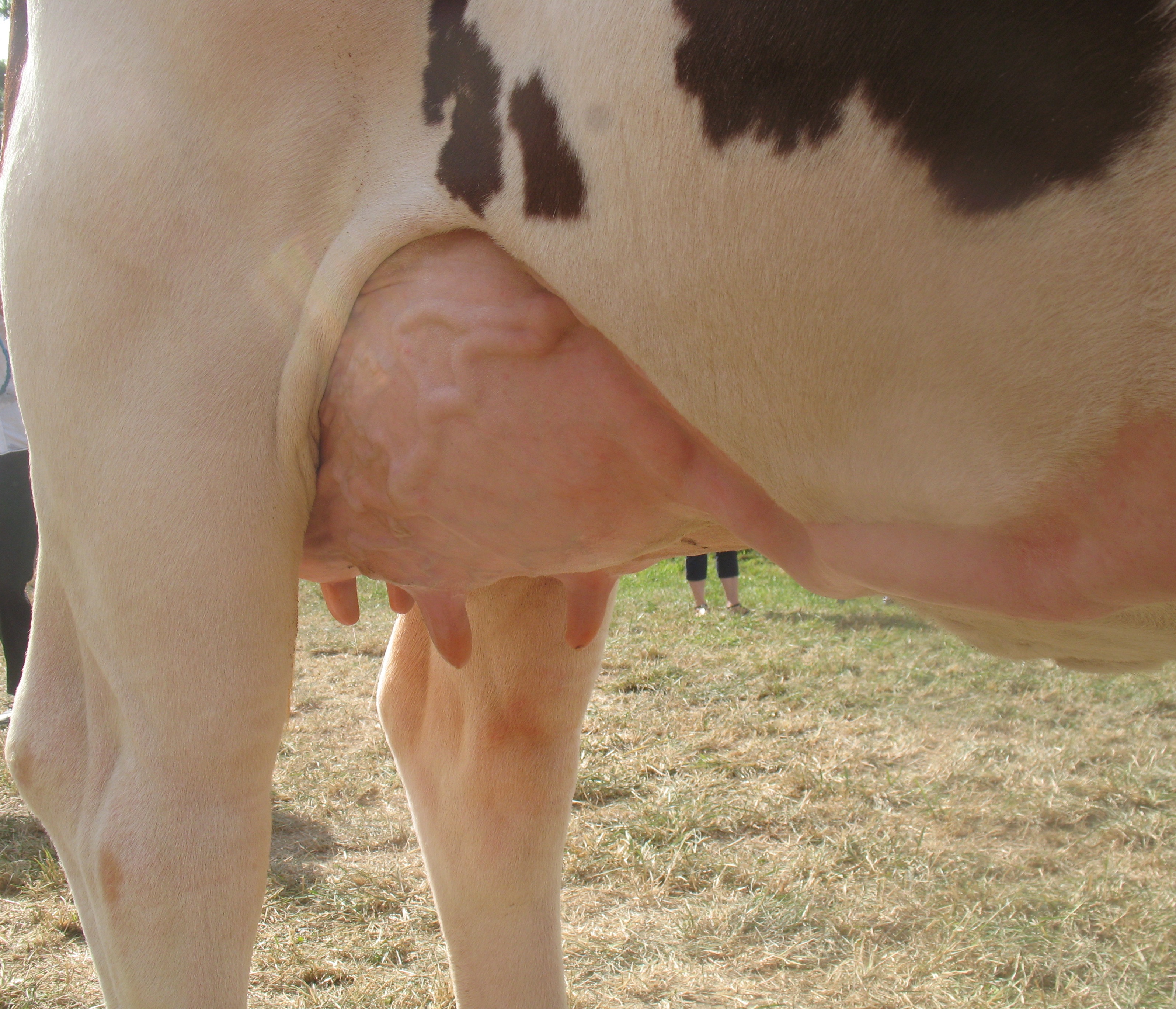 Copie de avant japonaise