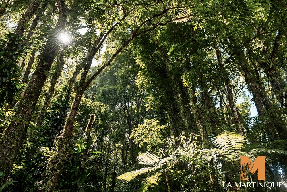 Foret martinique